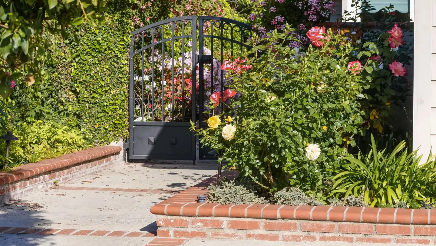 Black arched pedestrian gate set into a clipped hedge beside a rose bed on a residential front walk